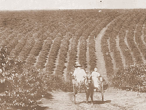 Primeira crise de superprodução do café