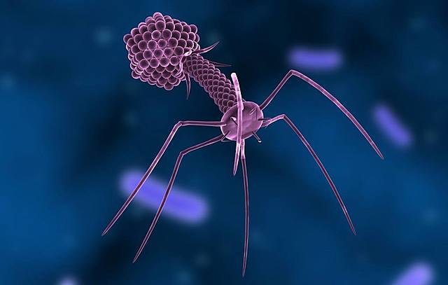 Bacteriofagos