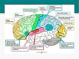 NACIMIENTO DE LA NEUROPSICOLOGIA DEL LENGUAJE (1770-1880)
