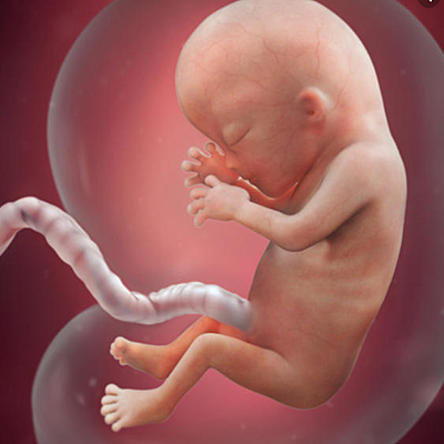 Timeline: Fetal Development Timeline