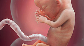 Timeline: Fetal Development Timeline