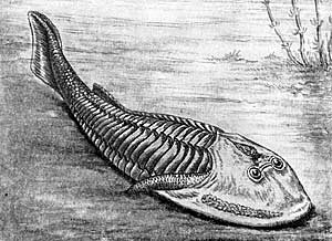 Esimesed kahepaiksed