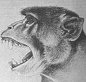 PROCÓNSUL     22 A 18 millones de Años