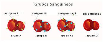 se descubren los grupos sanguineos