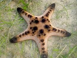 Tekkisid esimesed mereselgrootud.