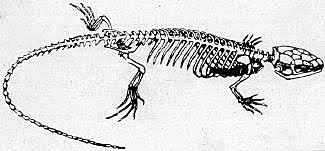 Ilmuvad esimesed roomajad.