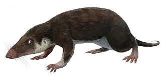 Ilmuvad esimesed Imetajad.