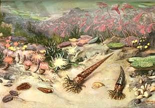 Mitmerakuliste organismide teke