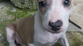 Timeline: LA VIDA DE MEGATEO