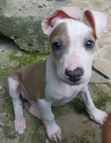 LLEGADA DE MEGATEO A CASA