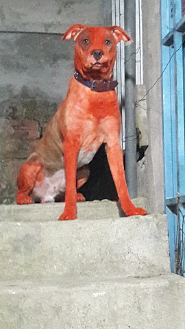 ENFERMEDAD DE MEGATEO