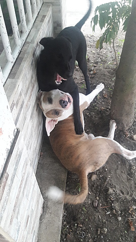 SUS AMISTADES PERRUNAS