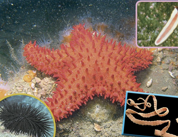 La aparición de al menos dos tipos de organización nerviosa.