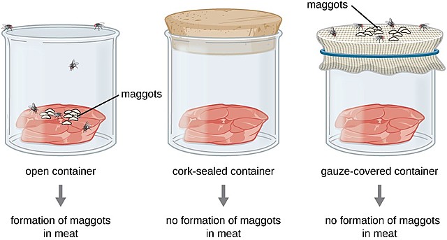 Theory of spontaneous generation - Francesco Redi