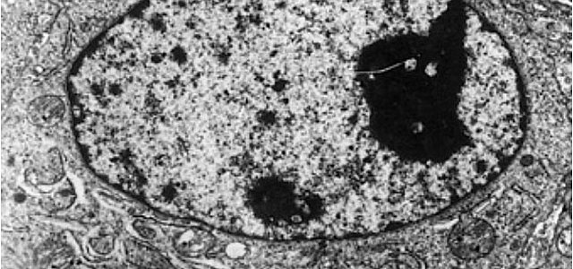 Robert Brown and the cell theory