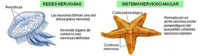 La aparición de al menos dos tipos de organización nerviosa.