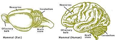 El surgimiento del primer cerebro.