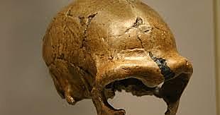 El surgimiento de los homínidos y de las características únicas de su cerebro.