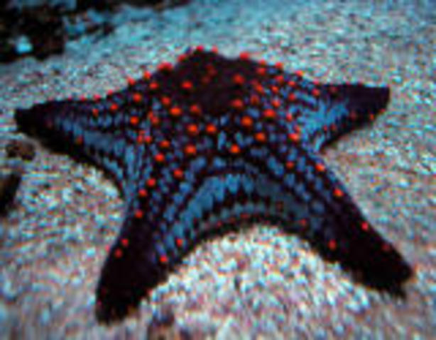 Sun is forming (5 BYA)