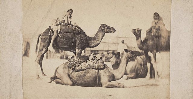 Camel Saddle