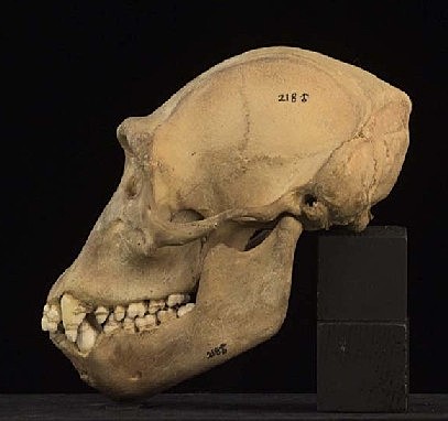 Surgimiento de los homínidos y las características únicas de su cerebro