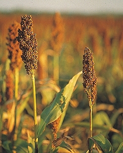 Millet