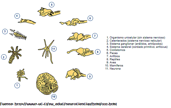 Surgimiento del sistema nervioso