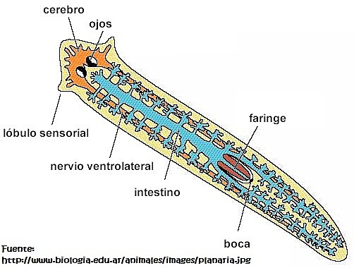 Surgimiento del cerebro