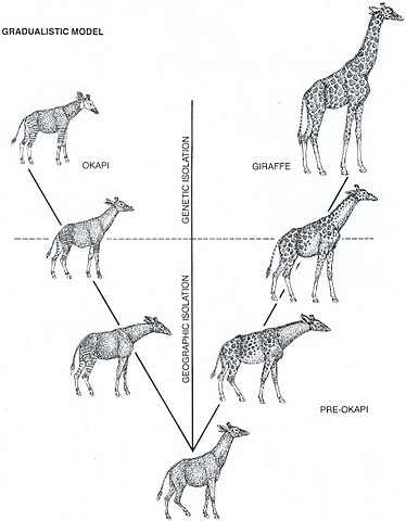 Geographic Isolation
