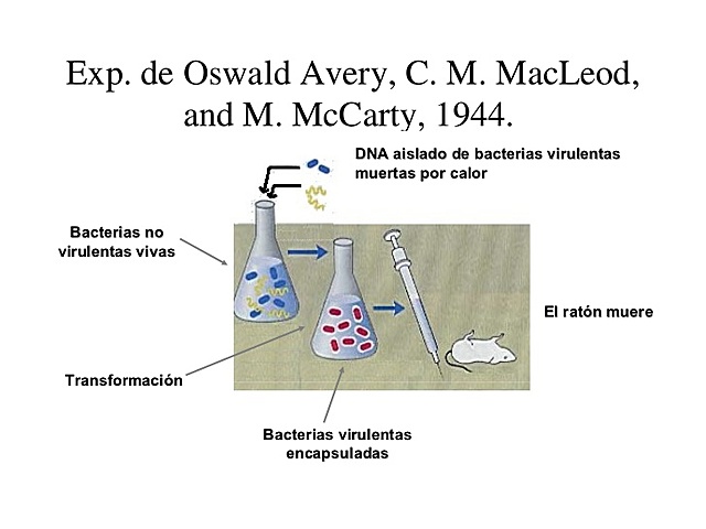 Oswald Avery,Colin Macleod y Maclyn McCarthy