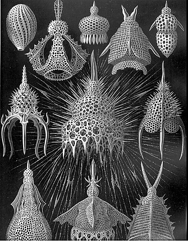 Kunstformen der Natur