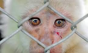 Se prohíbe el uso de animales silvestres en Colombia