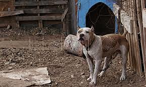 Se regula la tenencia y registro de perros potencialmente peligrosos.