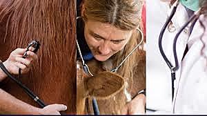 Código de Ética para el ejercicio profesional de la  medicina veterinaria.