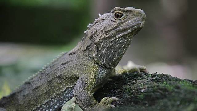 Tuatara teke