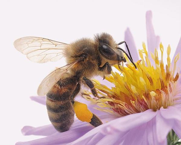 Kriit - Esimesed mesilased