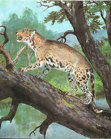 Paleogeen - Kasside teke