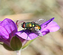 Common green bottle fly larvae cleared for medical use
