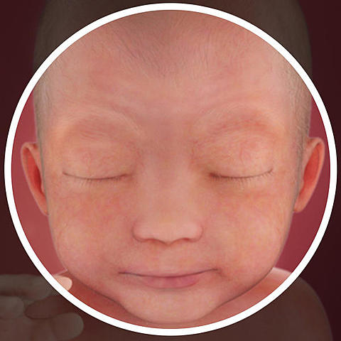 24 semanas de gestación.