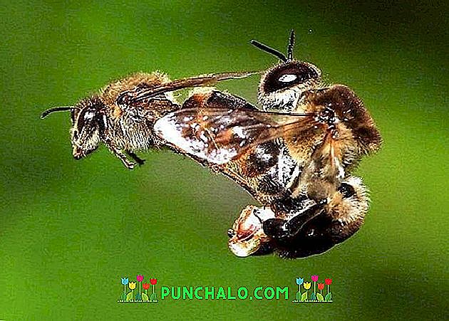 Kriit - Esimesed mesilased