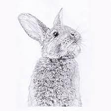 Paleogeen - Esimesed jänesed