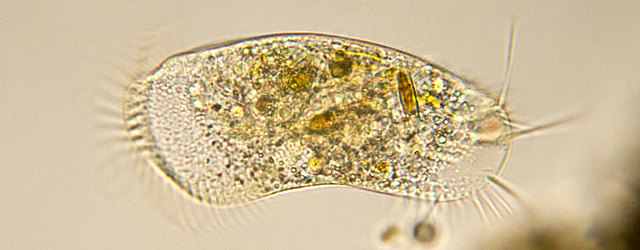Esimesed üherakulised organismid