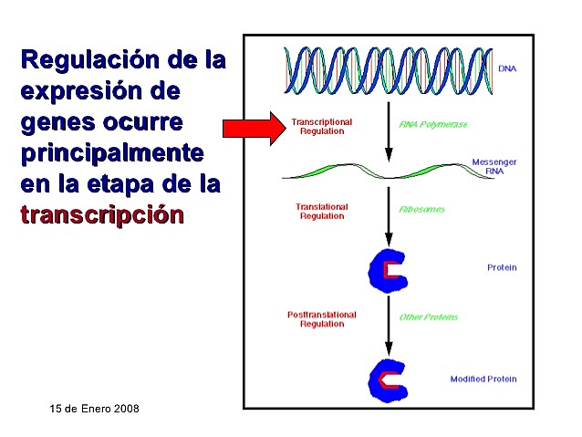 Arthur Pardee, Francois Jacob y Jacques Monod