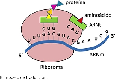 Sydney Brennen, Francois Jacob y Matthew Meselson.