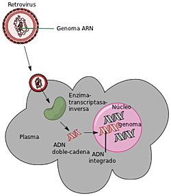 .Howard Temin, David Baltimore y Renato Dulbecco.