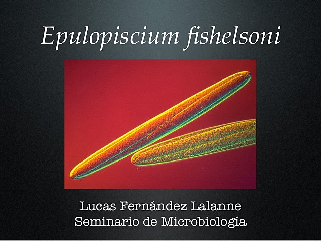 Clements y Bullivant