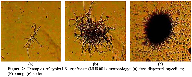 se secuencia el genoma del saccharopolyspora erythraea el microorganismo productor del antibiótico eritromicina