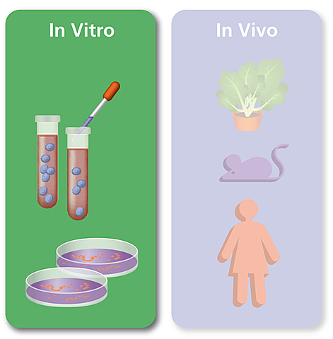 caracterización "in vivo" e "in vitro" del virus H1N1.