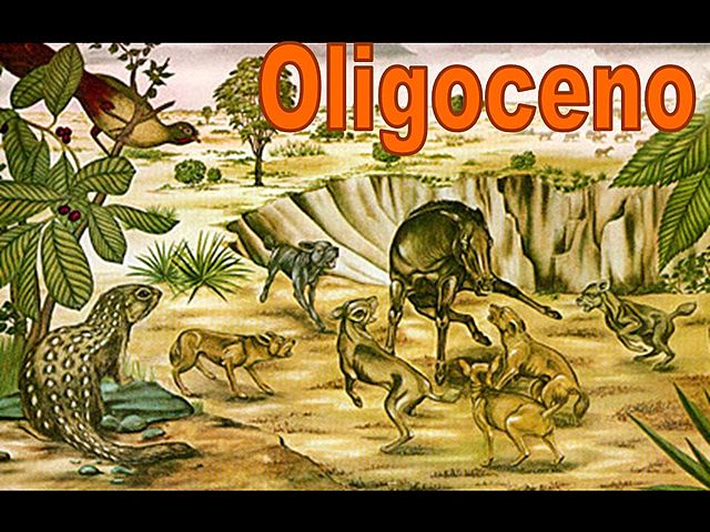 Período Oligoceno 37-24