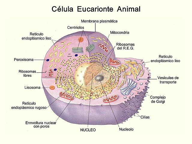 Aparición de célula eucarionte